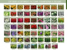 Сергей Салмин: Улицы Оренбурга должны быть оформлены яркими цветочными композициями