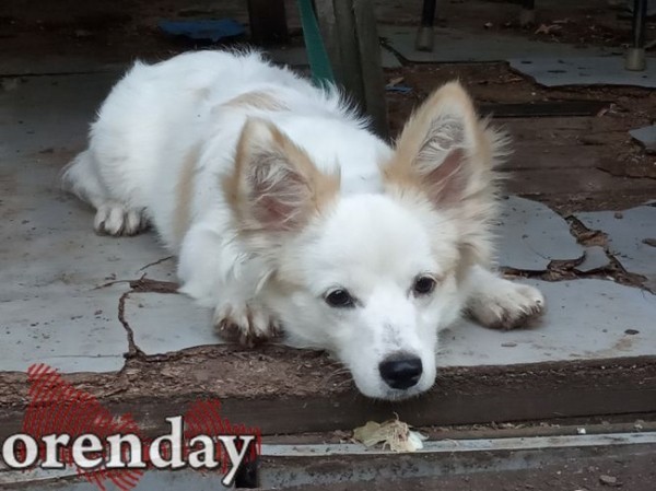 Мэрия Оренбурга ищет нового подрядчика для отлова бродячих собак