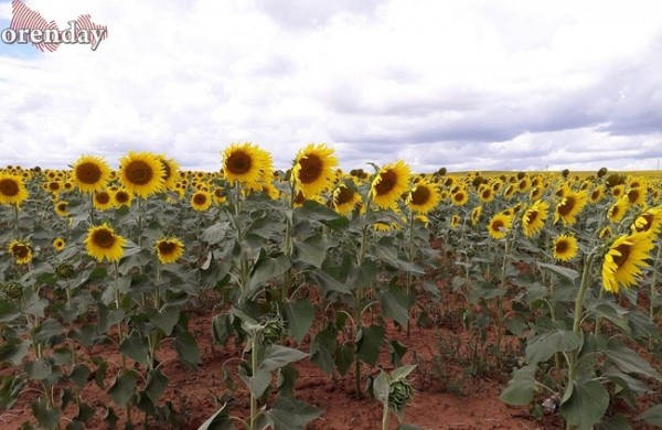 Когда Оренбуржье затмит Кубань по выпуску растительного масла