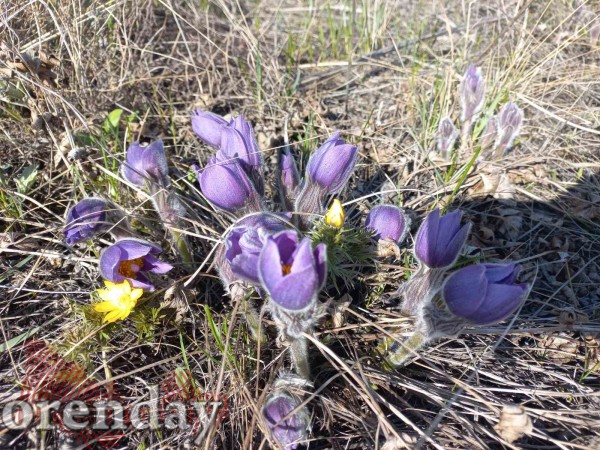 В храмах Оренбуржья освятили ветви вербы