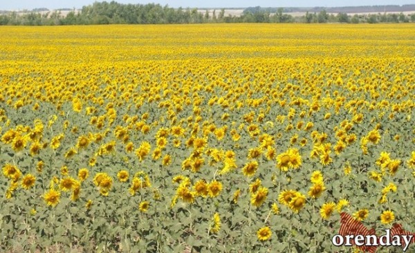 Аграрии Оренбуржья были вынуждены поменять импортные семена на отечественные