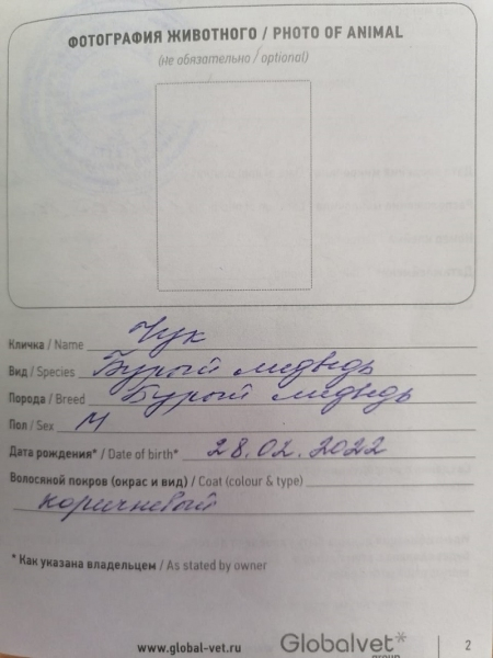 Из Оренбуржья в Узбекистан контрабандисты пытались вывезти бурых медвежат Из Оренбуржья в Узбекистан контрабандисты пытались вывезти бурых медвежат