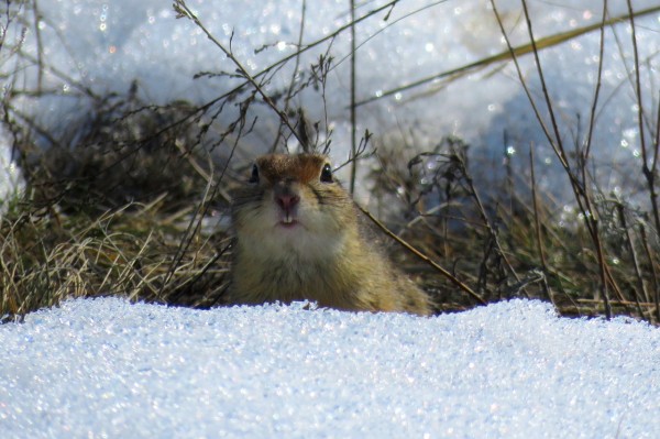 В оренбургском заповеднике после зимней спячки проснулись суслики