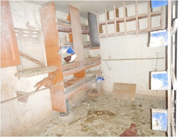 В Орске &laquo;орнитологи&raquo; украли у местного жителя 56 голубей