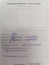 Из Оренбуржья в Узбекистан контрабандисты пытались вывезти бурых медвежат Из Оренбуржья в Узбекистан контрабандисты пытались вывезти бурых медвежат