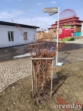 Министр архитектуры Наталья Ибрагимова приехала посмотреть, как перезимовал «арбундинг» Министр архитектуры Наталья Ибрагимова приехала посмотреть, как перезимовал «арбундинг»