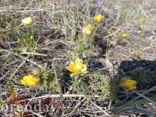 В храмах Оренбуржья освятили ветви вербы