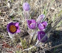 В храмах Оренбуржья освятили ветви вербы