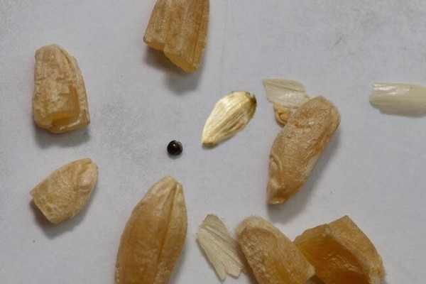 В Оренбуржье установили организацию, недостоверно зарегистрировавшую 25 тысяч тонн зерна В Оренбуржье установили организацию, недостоверно зарегистрировавшую 25 тысяч тонн зерна