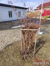 Министр архитектуры Наталья Ибрагимова приехала посмотреть, как перезимовал &laquo;арбундинг&raquo;