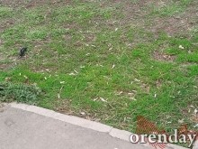 В Оренбурге третий год никому нет дела до проблем благоустроенного двора В Оренбурге третий год никому нет дела до проблем благоустроенного двора