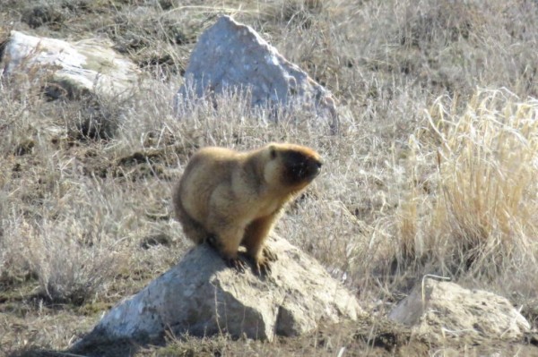 В оренбургском заповеднике после зимней спячки проснулись суслики