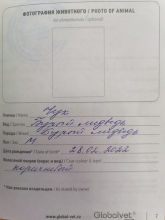 Из Оренбуржья в Узбекистан контрабандисты пытались вывезти бурых медвежат Из Оренбуржья в Узбекистан контрабандисты пытались вывезти бурых медвежат