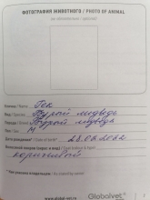 Из Оренбуржья в Узбекистан контрабандисты пытались вывезти бурых медвежат