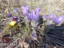 В храмах Оренбуржья освятили ветви вербы