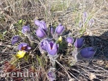 В храмах Оренбуржья освятили ветви вербы