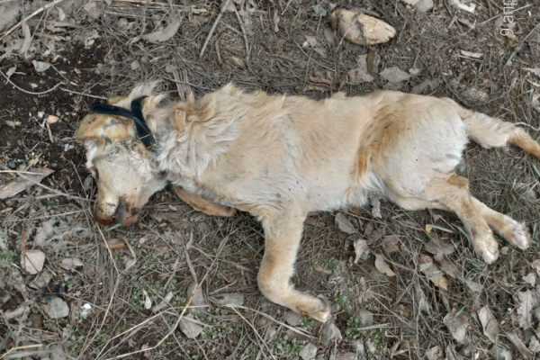 В Оренбурге полицейские разыскивают зоофила