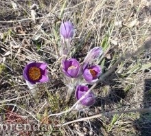 В храмах Оренбуржья освятили ветви вербы