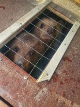 Из Оренбуржья в Узбекистан контрабандисты пытались вывезти бурых медвежат Из Оренбуржья в Узбекистан контрабандисты пытались вывезти бурых медвежат